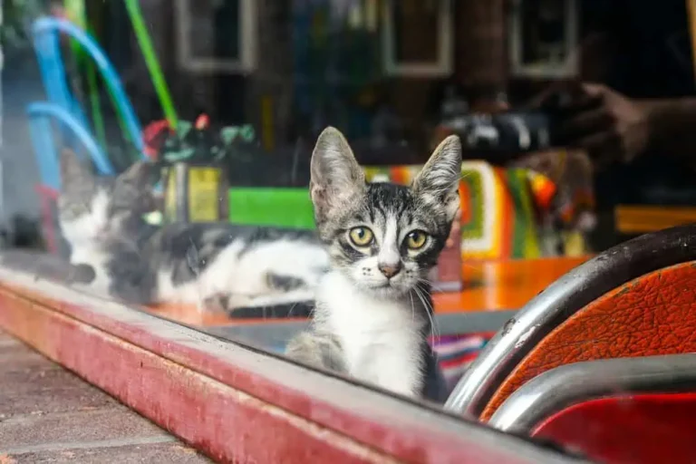 Cat Cafés of Cihangir