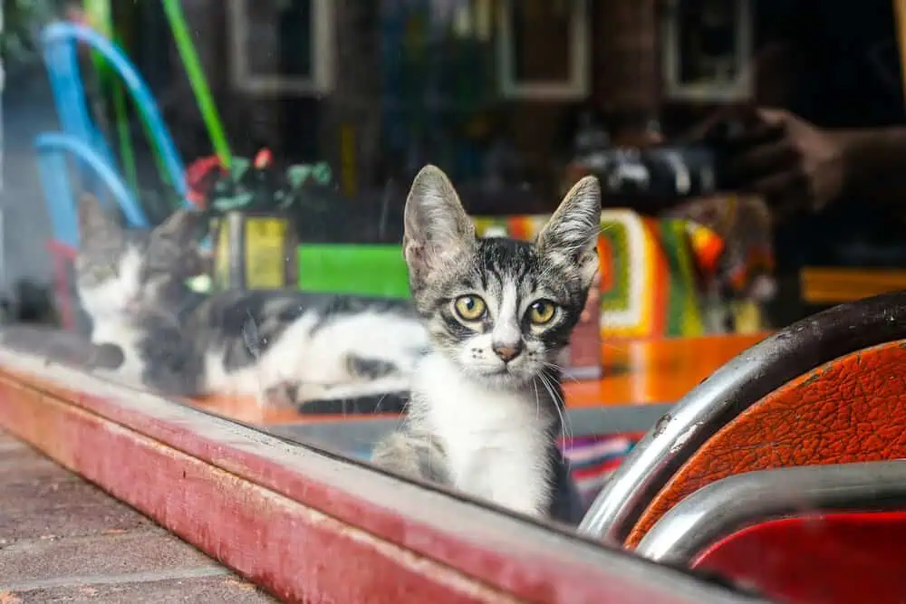 Cat Cafés of Cihangir