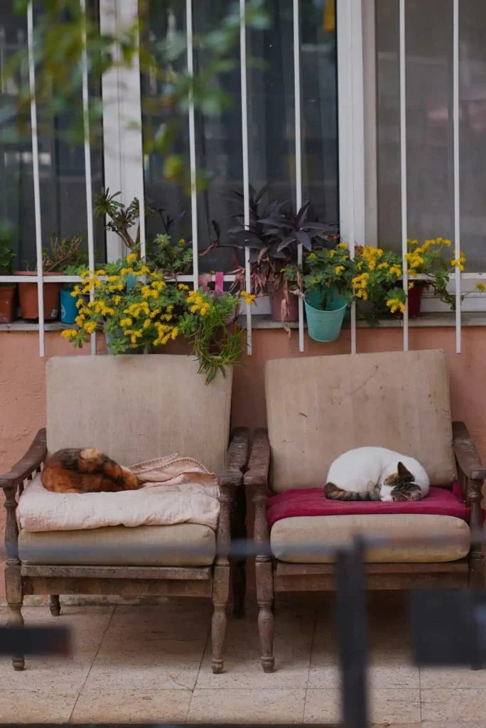 Cat Cafés of Cihangir