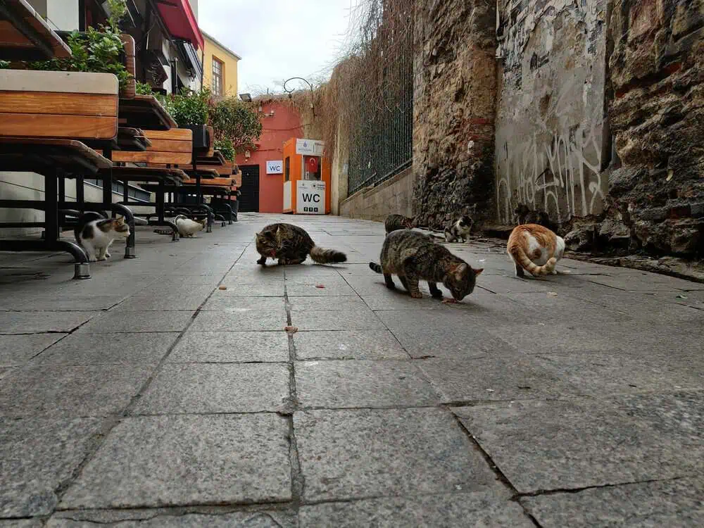 Cat Cafés of Cihangir