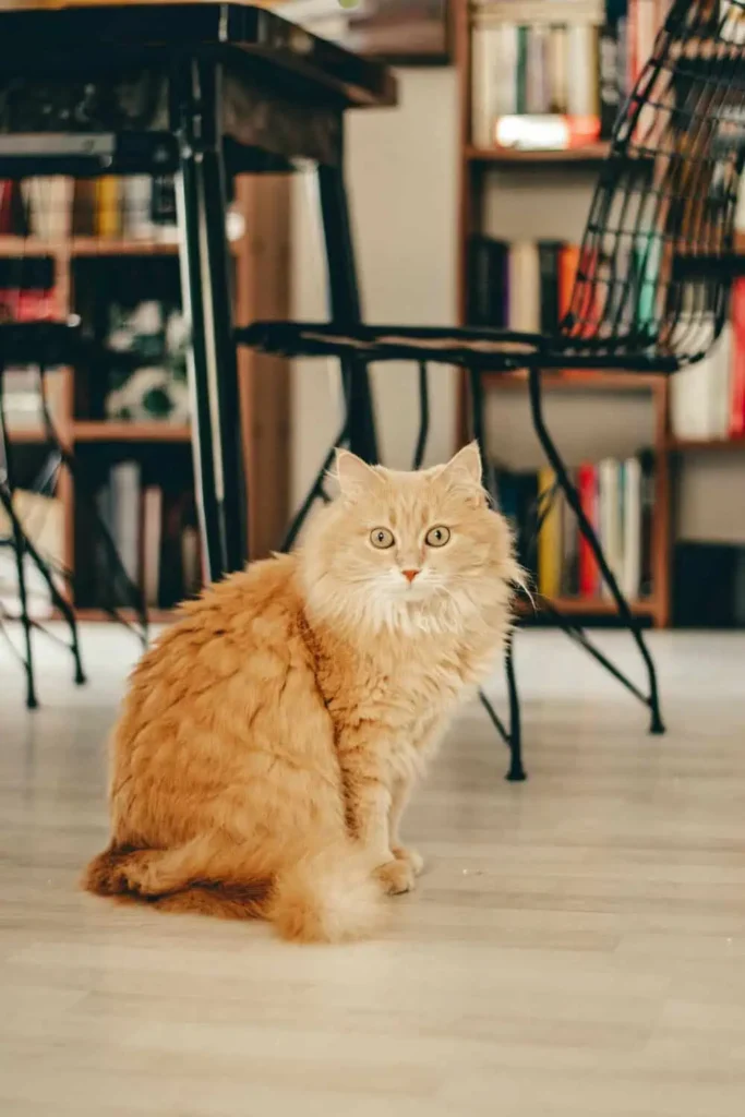 Cat Cafés of Cihangir