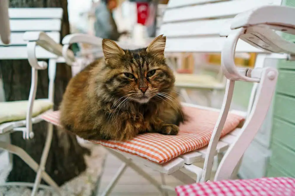 Cat Cafés of Cihangir