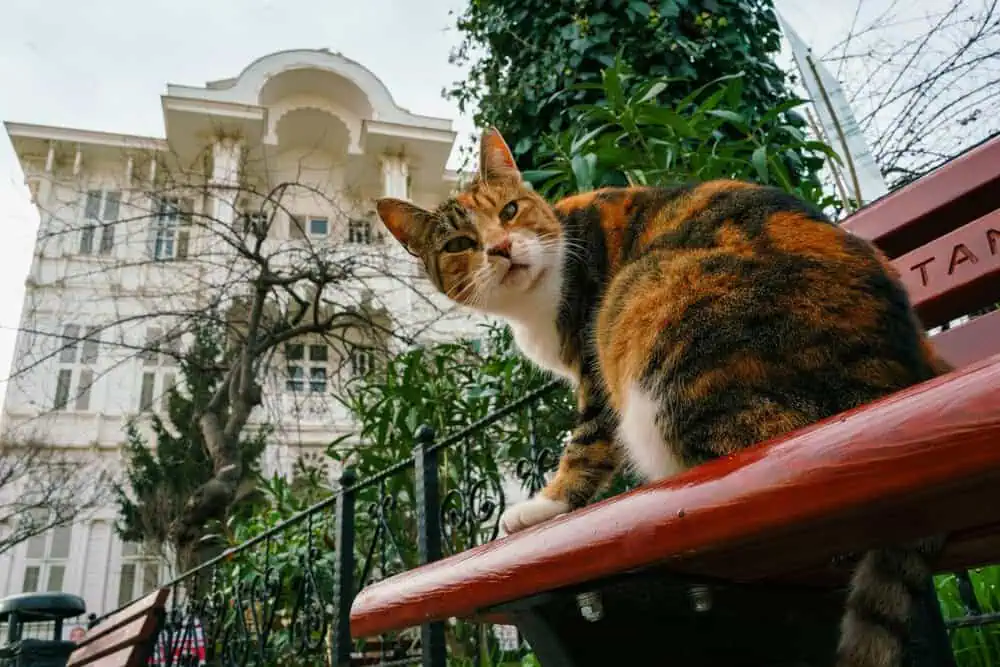 Cat Cafés of Cihangir