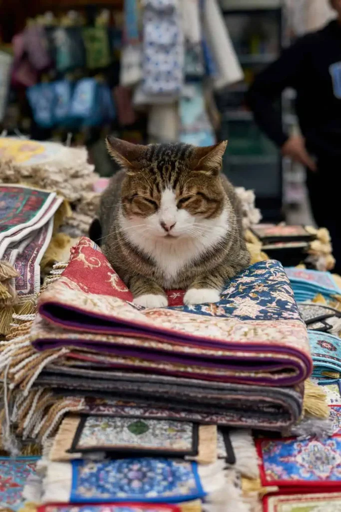 Cat Cafés of Cihangir