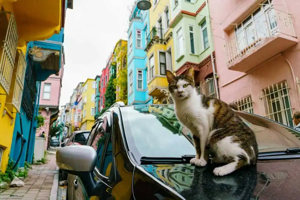 Cat Cafés of Cihangir